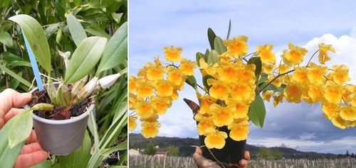 Dendrobium aggregatum