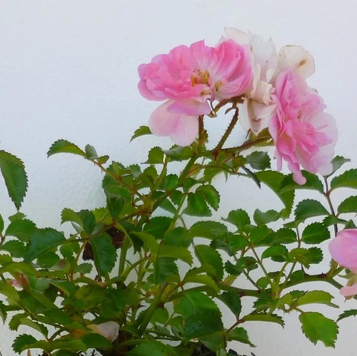 Rosa pablito rosier - rosa,