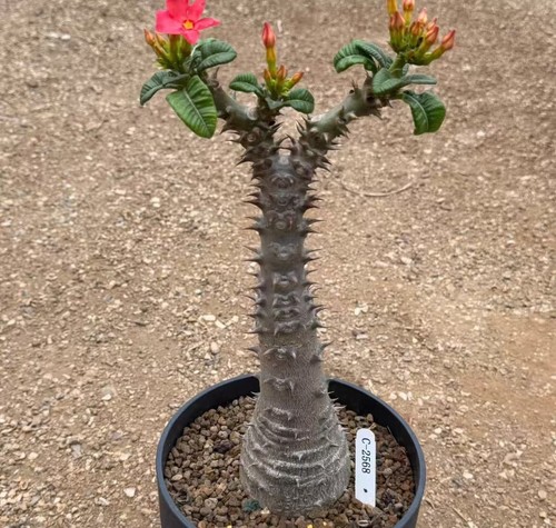 Pachypodium baronii wysiwyg - pachypodium,