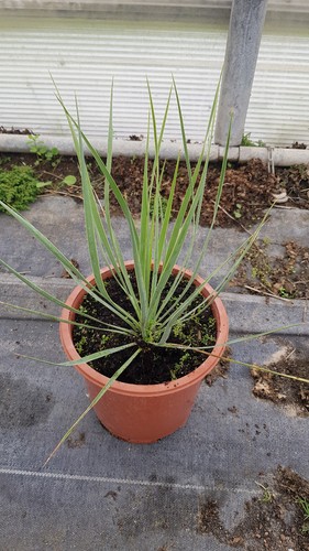 Yucca rostrata sapphire - yucca, 'sapphire
