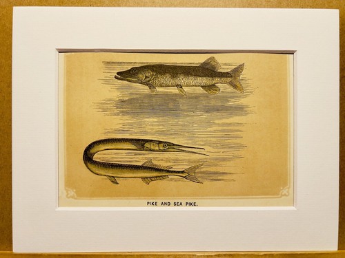 Brochet merlu poisson - merlu,