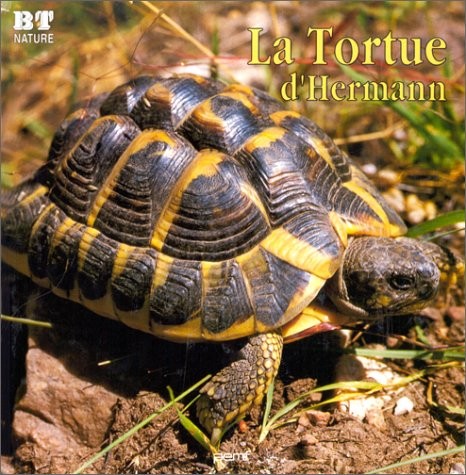 Tortue hermann - tortue, d'hermann