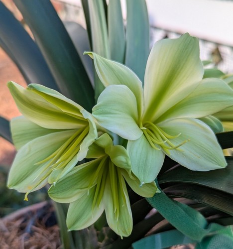 One clivia miniata seedling - one,