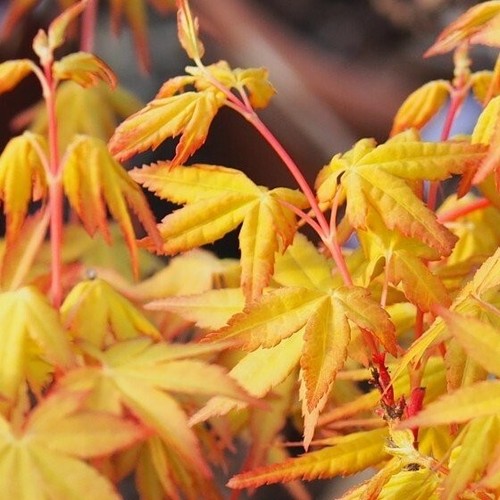 Erable japon acer - erable,