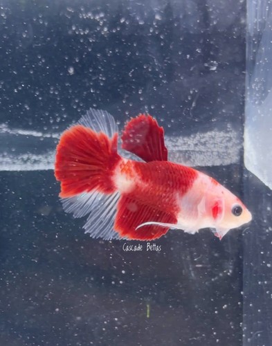 Red koi tancho type - koi/tancho,