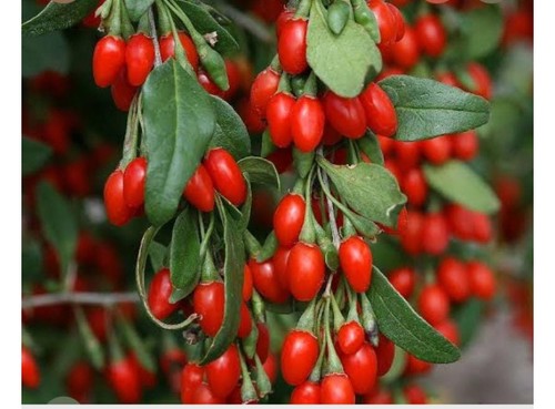 Baie goji aux vertus - de,