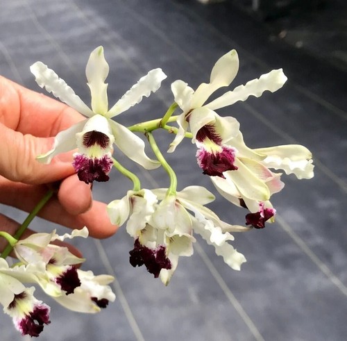 Schomburgkia albopurpurea