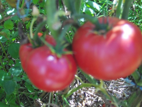 Graines tomate anna - de,