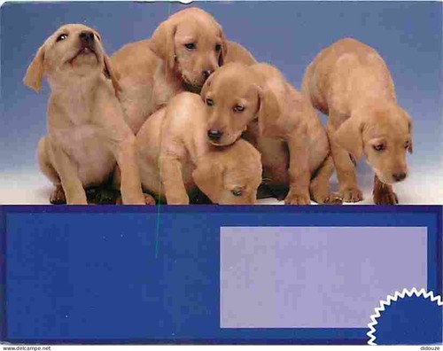 Carte postale animaux - animaux,