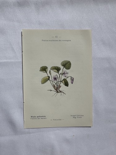 Planche botanique france - planche,