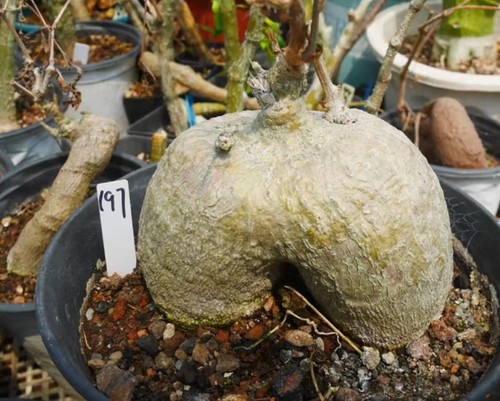 Rare cacti plant adenia - cacti,