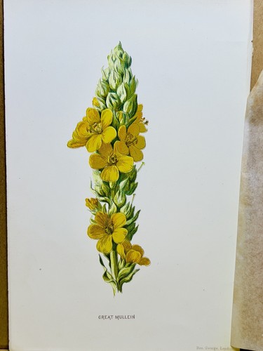 Chromolithographie plantes - chromolithographie,