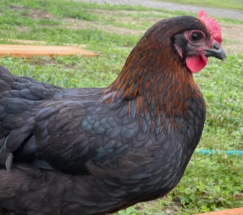 French black copper maran - black,
