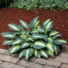 Hosta Tubercule Feuilles
