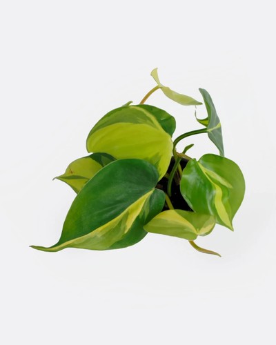 Boutures philodendron - boutures, de