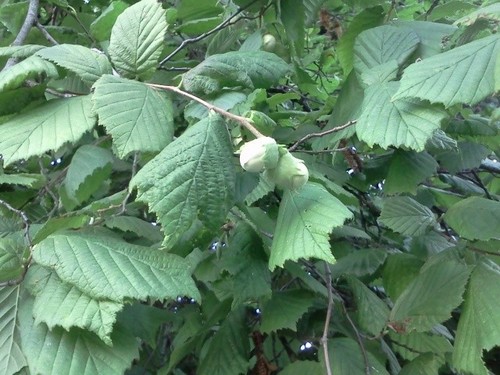 Feuilles fraiches - , de
