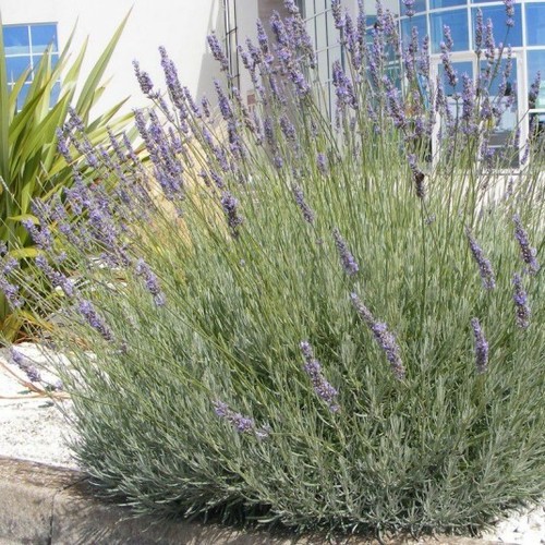Lavande grosso - (pot,