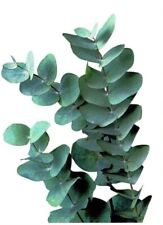 275 Eucalyptus Seeds, USA Seller Free Shipping Seeds Fragrant