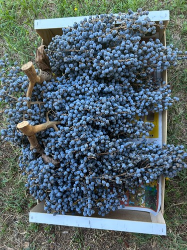 Lot 100 graines - lot,
