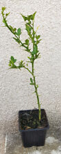 Poncirus trifoliata 'Kryder' (De semis) / Poncirus Kryder / Godet / Agrume