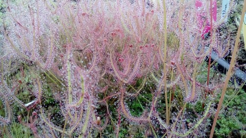 Plantes carnivores droseras - carnivores,