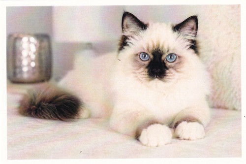 Carte postale chat - carte,