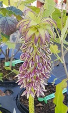 Eucomis bicolor / Plante