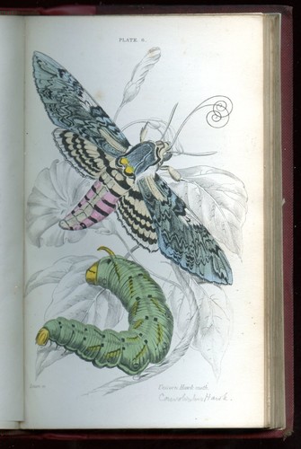 British moths sphinxes - british, moths&sphinxes