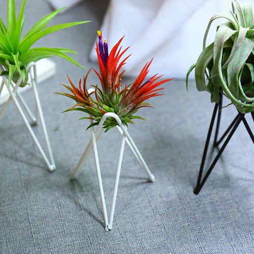 Repose plante gueridon - repose,
