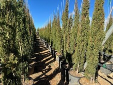 Sunny Tree - Totem de cyprès méditerranéen - 140 CM