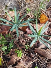 Anti Taupe 10 Plants Euphorbes Chasse Taupe Ecologique