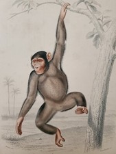 Gravure  Singe XIXéme Siècle