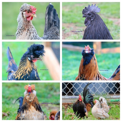 Fertile chicken hatching - 10+,