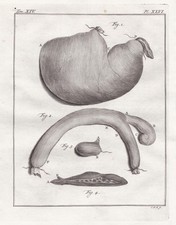 Singe Capucin À Casquette