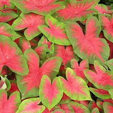 Caladium Tubercule Feuilles
