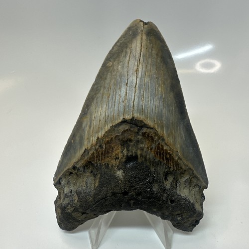 Megalodon shark tooth 42 - shark,