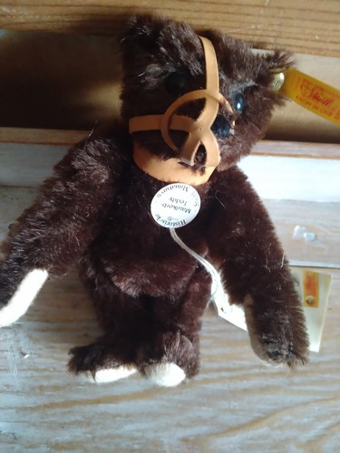 Muzzle bear ours à - (l'ours,