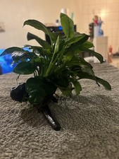 anubia Plante Aquarium