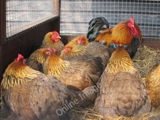 Photo 6x4 Pekin Bantams West Firle True bantam chicken at Middle Farm. c2011