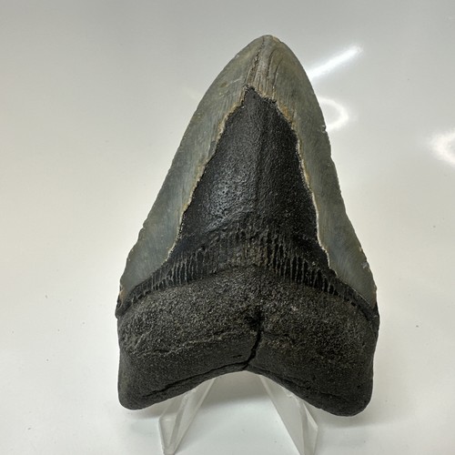 Megalodon shark tooth 10 - megalodon,