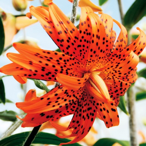 Lys bulbes fleurs - à,