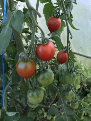 Graines tomates piennolo - de,