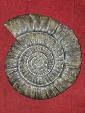 Ammonite géante Arietites