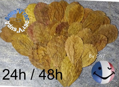 Feuilles catappa feuille - feuilles, de