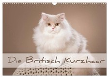 Le British Shorthair