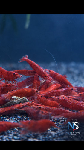 Neocaridina bloody mary - bloody,