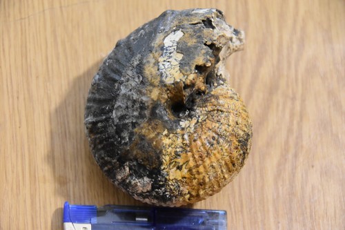 Géante ammonite griesbachites - géante,