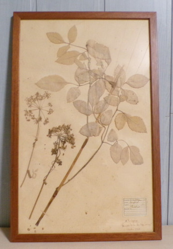 Ancienne planche herbier - ancienne,