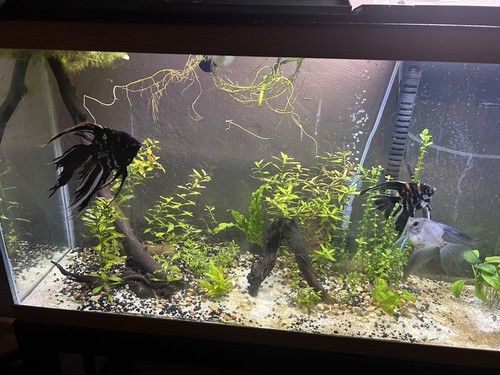 Gallon aquarium full setup - full,