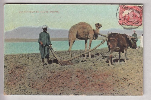 Cpa afrique egypte le - afrique,